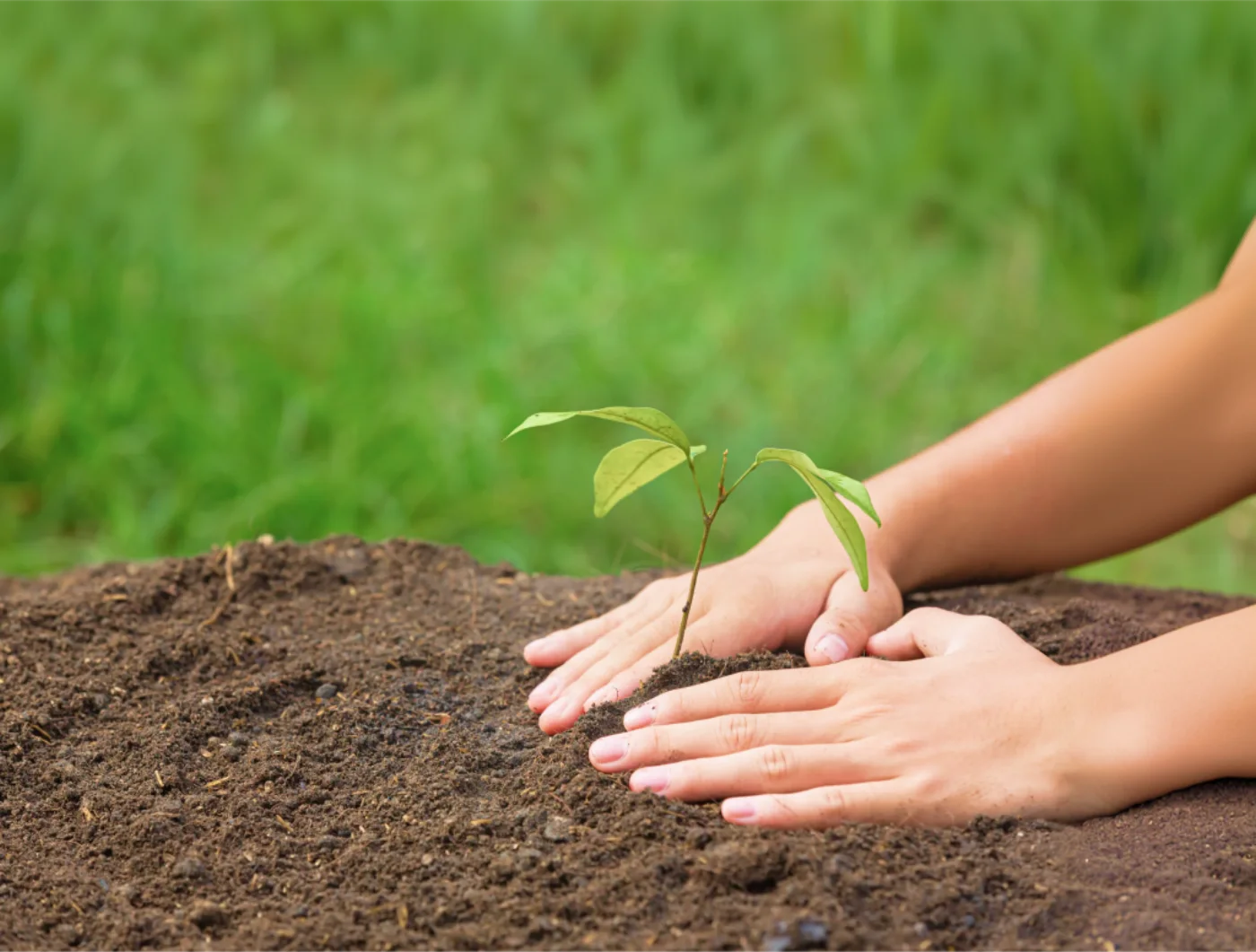 Hands protect a young seedling growing in soil.