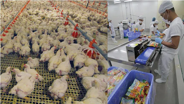 Poultry and processing equipment at the Fresh Options facility.