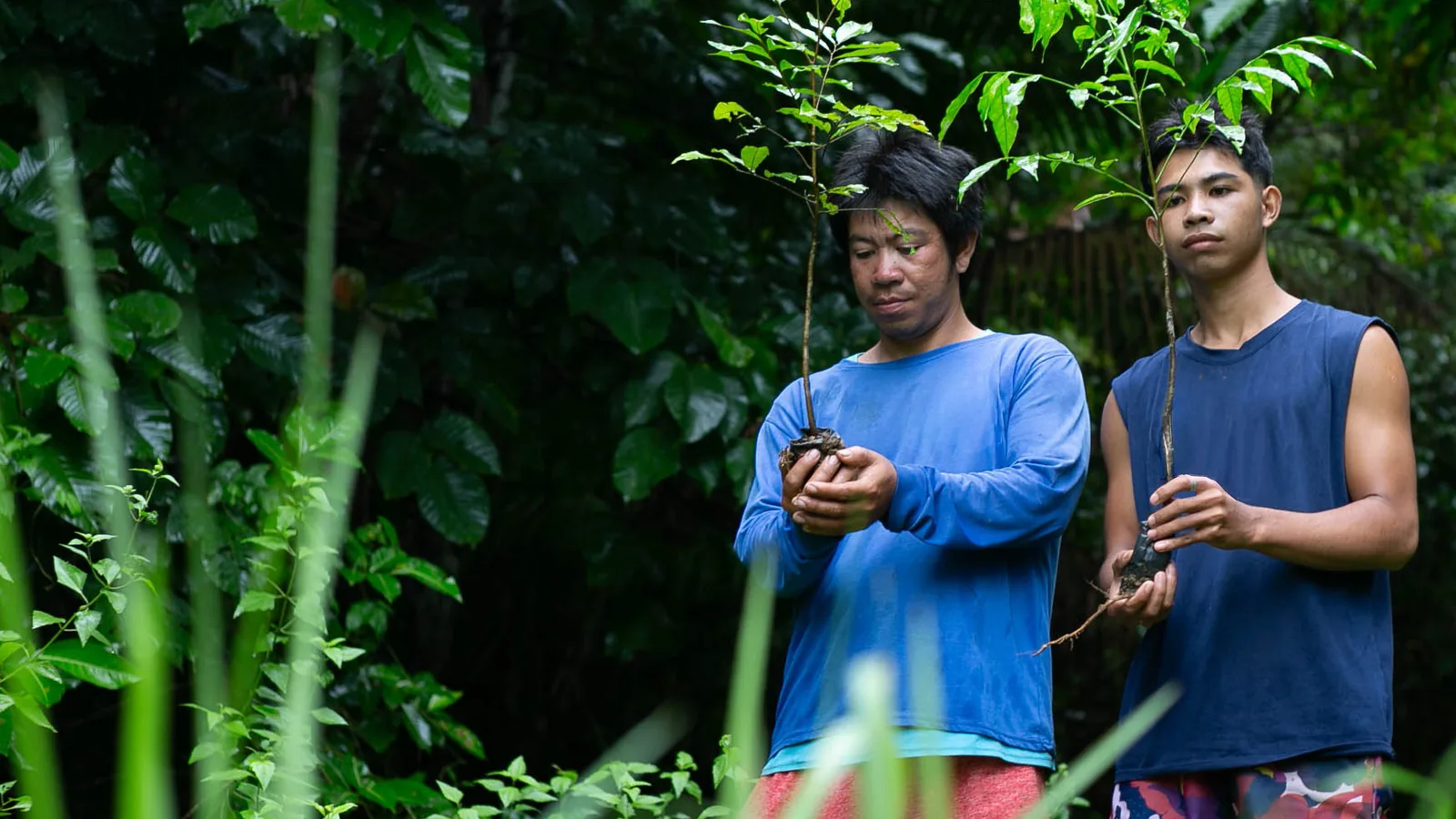 Two tree farmers carrying native seedlings through a forest nursery.
