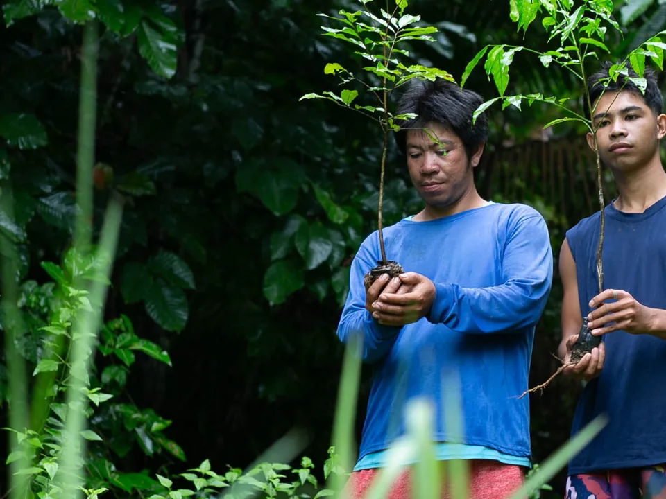 Two tree farmers carrying native seedlings through a forest nursery.