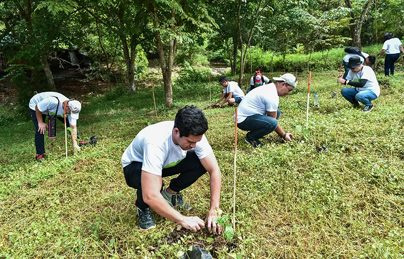 Meralco Employees plant fruit-bearing trees