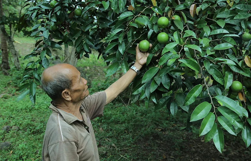 A farmer harvesting star apples