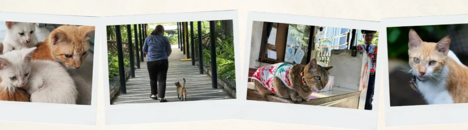 CATROPA: MERALCO Animal Welfare Program — photo 1